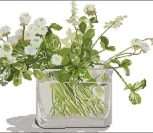 WHITE CLOVER WHITE CLOVER