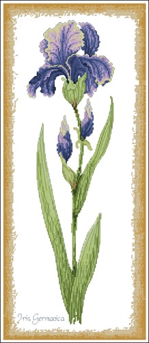 Iris Germanica