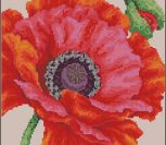 Red Poppy Red Poppy
