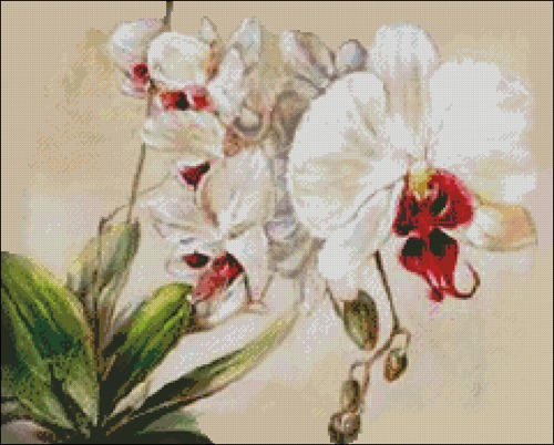 Watercolor Orchid