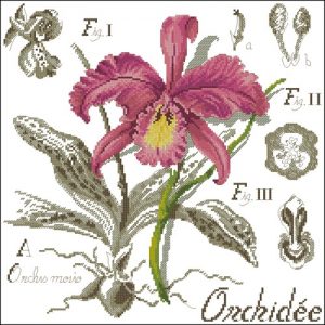 Flower&shadow-Orhides Flower&shadow-Orhides