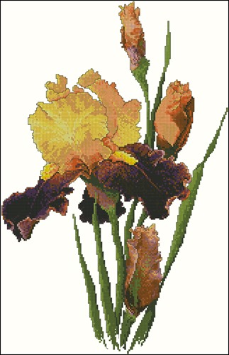 Golden Bearded Iris