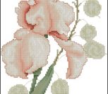 Peach Iris Peach Iris