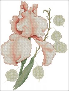 Peach Iris Peach Iris
