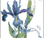 Dutch Irise Dutch Irise