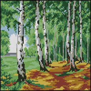 Birch forest Birch forest