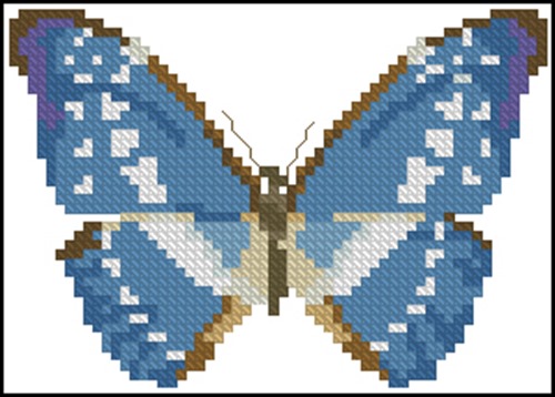 Blue Morpho Butterfly