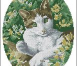 Brown and White Cat Brown and White Cat