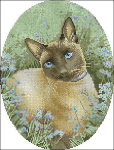 Siamese Cat
