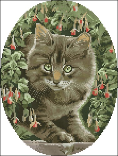 Tabby Kitten