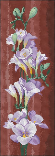 Freesia