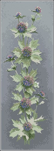 Sea Holly