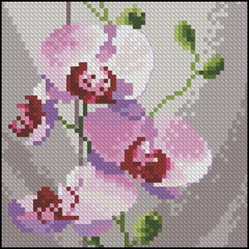 Mini Orchids