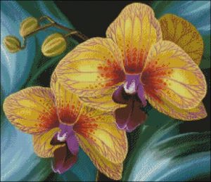 Golden Orchid Blossoms Golden Orchid Blossoms
