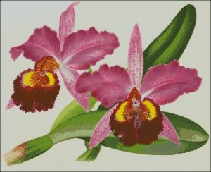 Cattleya Orchid Blooms Cattleya Orchid Blooms