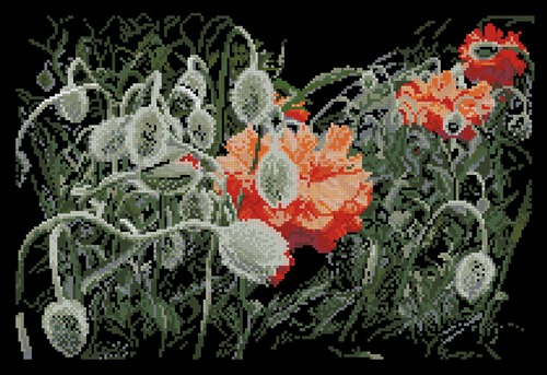 Field poppies