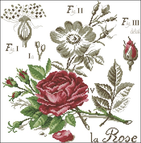La Rose Botanical Study