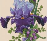 Purple Passion DINARIA