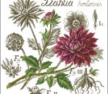 Flower&shadow-Dahlia Flower&shadow-Dahlia