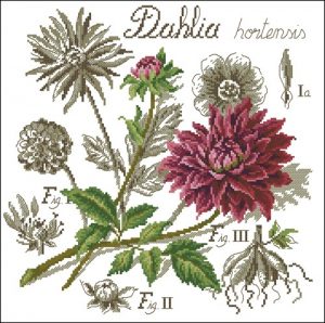 Flower&shadow-Dahlia Flower&shadow-Dahlia