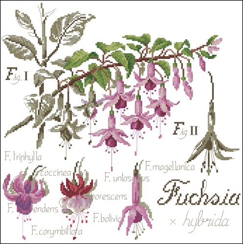 Flower&shadow-fuksia
