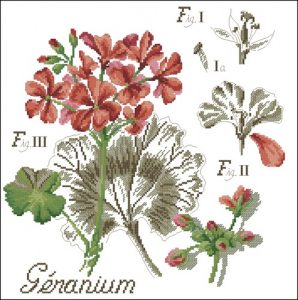 Botanical Geranium Study Botanical Geranium Study