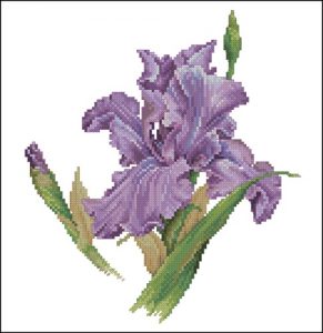 Purple iris Purple iris