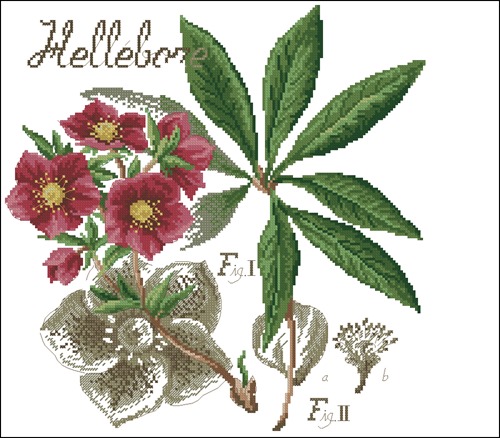 Flower&shadow-Hellebore