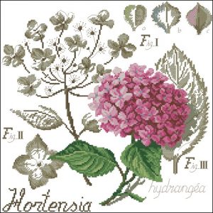 Etide Botanique - Hortensia Etide Botanique - Hortensia