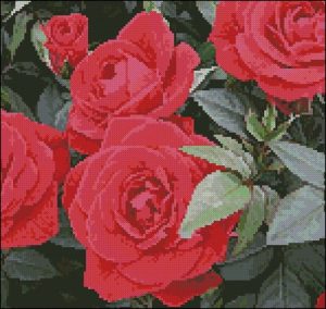 Red Roses Red Roses