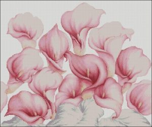 Pink Calla Lilies Pink Calla Lilies