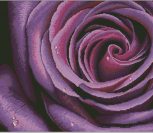 Deep Violet Rose Deep Violet Rose