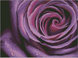 Deep Violet Rose Deep Violet Rose