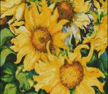 Sunflowers shine Sunflowers