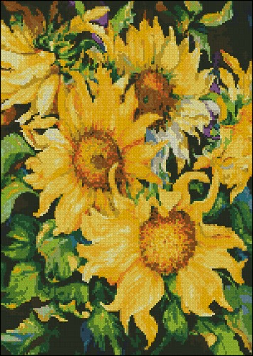 Sunflowers in Bloom