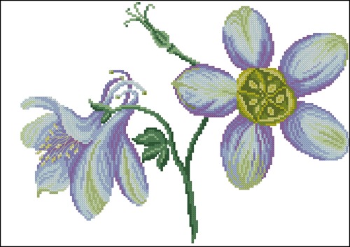 Purple Columbine Flowers