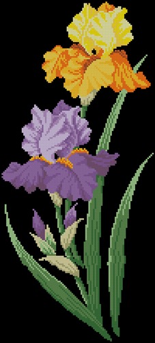Irises Duo