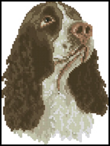 Springer Spaniel