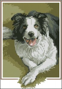 Border Collie Border Collie