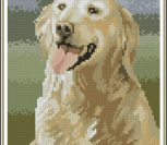 Golden Retriever Golden Retriever