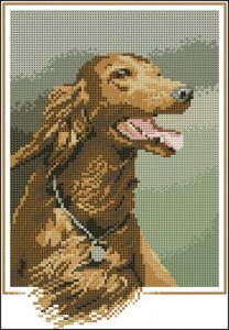 Red Setter