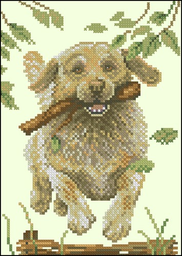 Labrador retriever