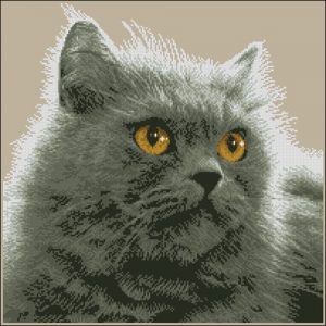 Gata Persa