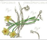 Flower&shadow-narcissus Flower&shadow-narcissus