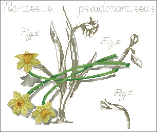Flower&shadow-narcissus
