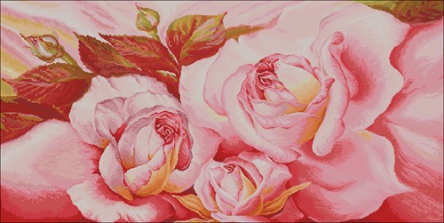 Blooming Pink Roses