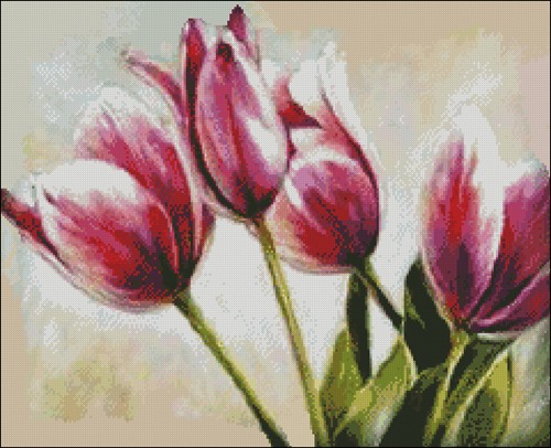 Delicate Tulips
