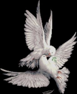 My pigeon