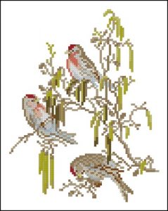 Birch Siskin Birch Siskin