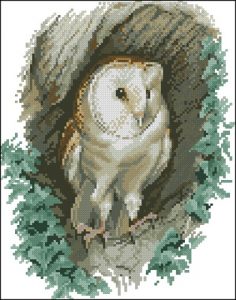 Barn Owl